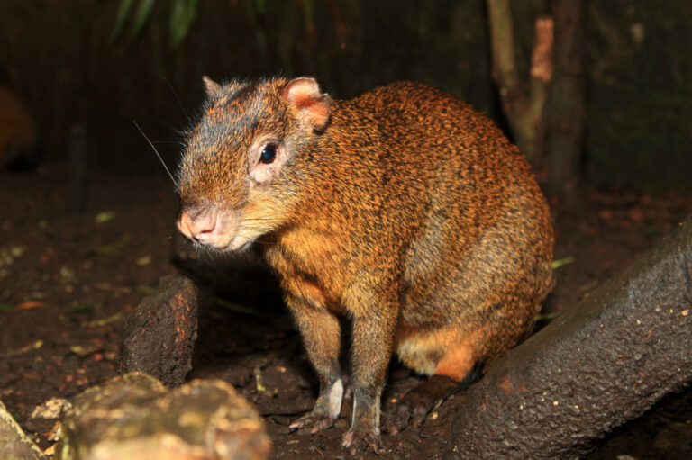 Mittelamerikanisches Aguti Papiliorama