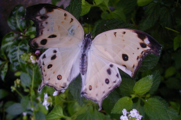 Protogoniomorpha parhassus Papiliorama