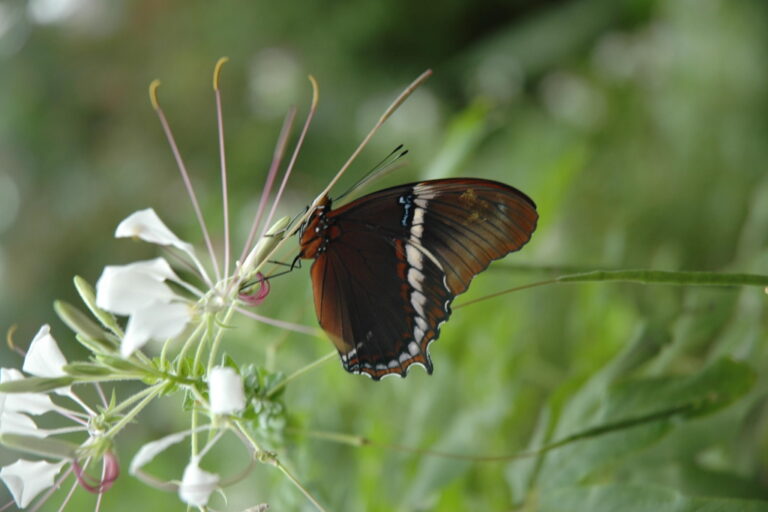 Siproeta epaphus – Papiliorama