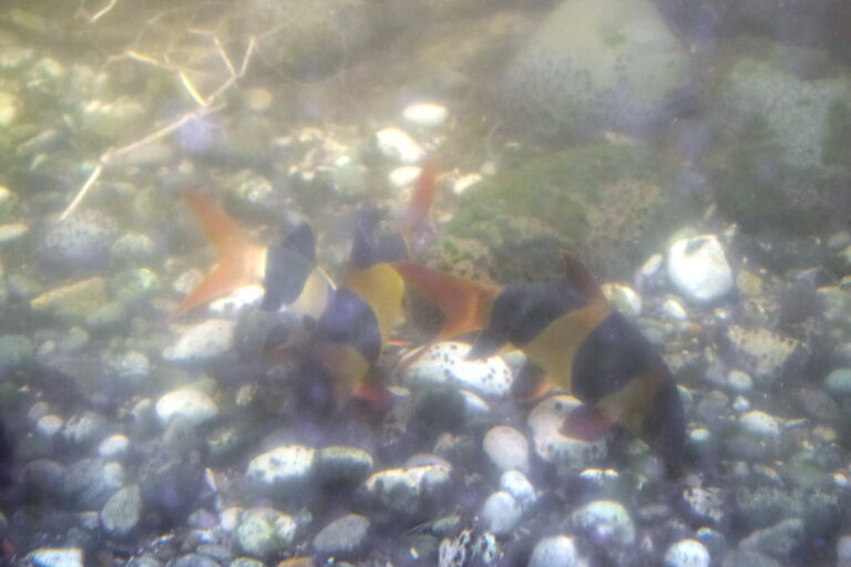 ClownPrachtschmerle Papiliorama